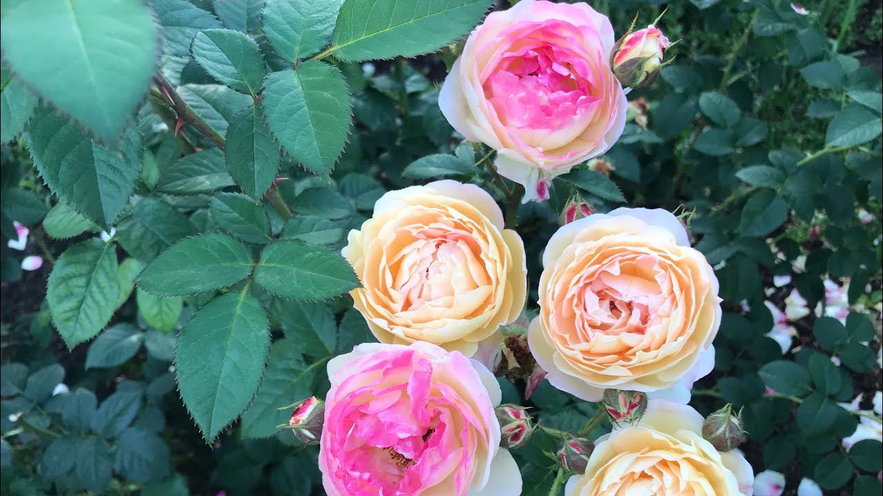 Розы. Не откажусь вопреки всему. смотреть онлайн