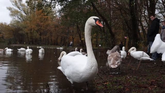 Лебеди в Макс Ашманн парке смотреть онлайн