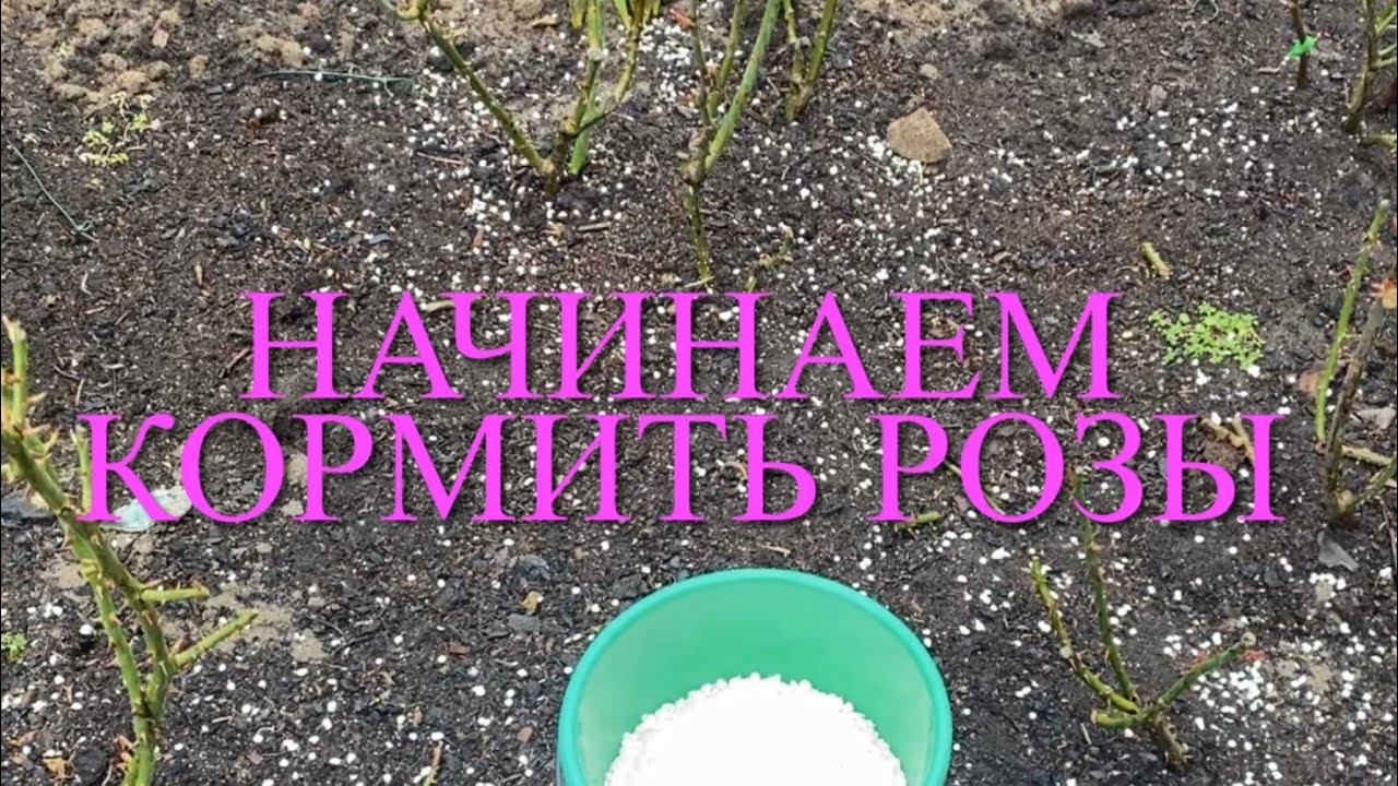 Розы. Первая подкормка роз. Инфекционный ожог и обрезка..... смотреть онлайн