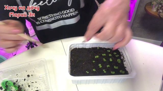 Обзор рассады ПЕТУНИИ, КОЛЕУСА, ЛАВАНДЫ на 22.01.25г. (2) смотреть онлайн