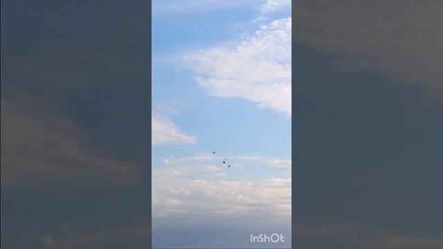 4 голубя 🕊️🕊️🕊️🕊️ в полёте. смотреть онлайн