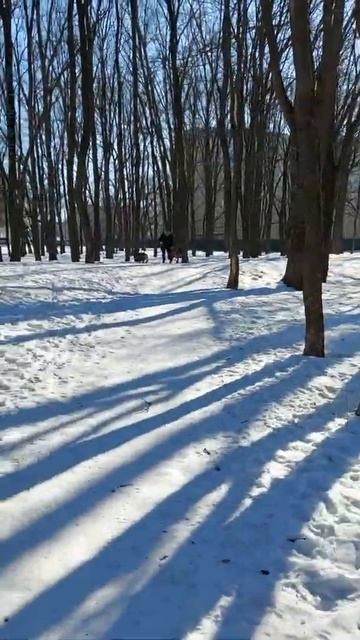 Звуки леса и известные собачки ...#зима смотреть онлайн