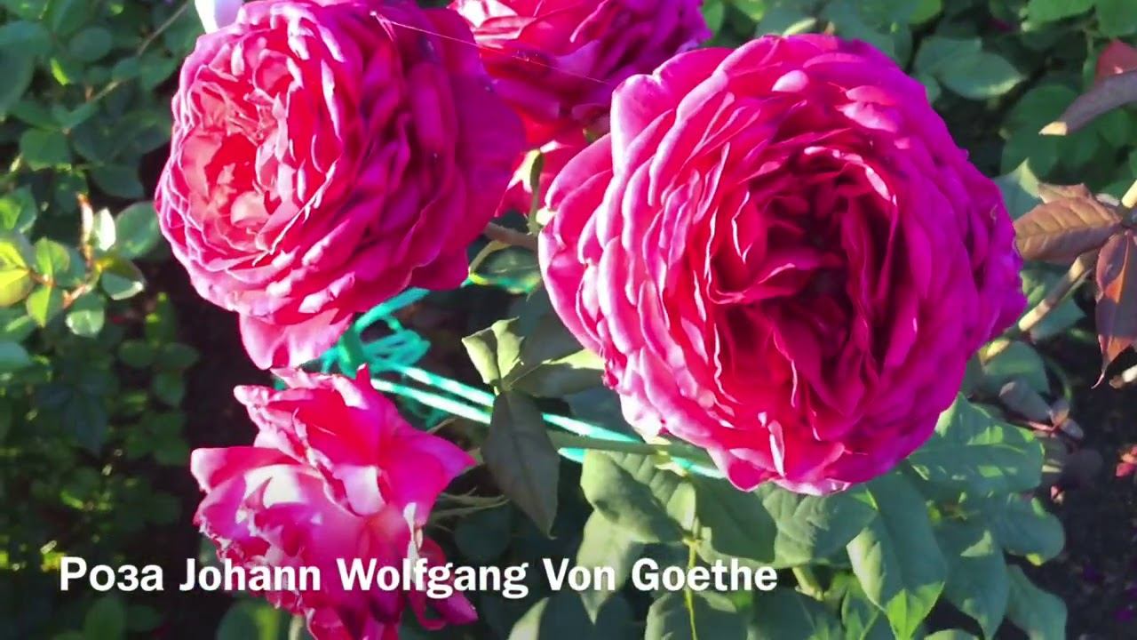 Розы. Гортензии и Розы в моем саду. Goldelse, Johann Wolfgang Von Goethe, Munstead Wood. смотреть онлайн