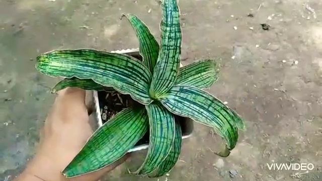 Sansevieria Cleopatra