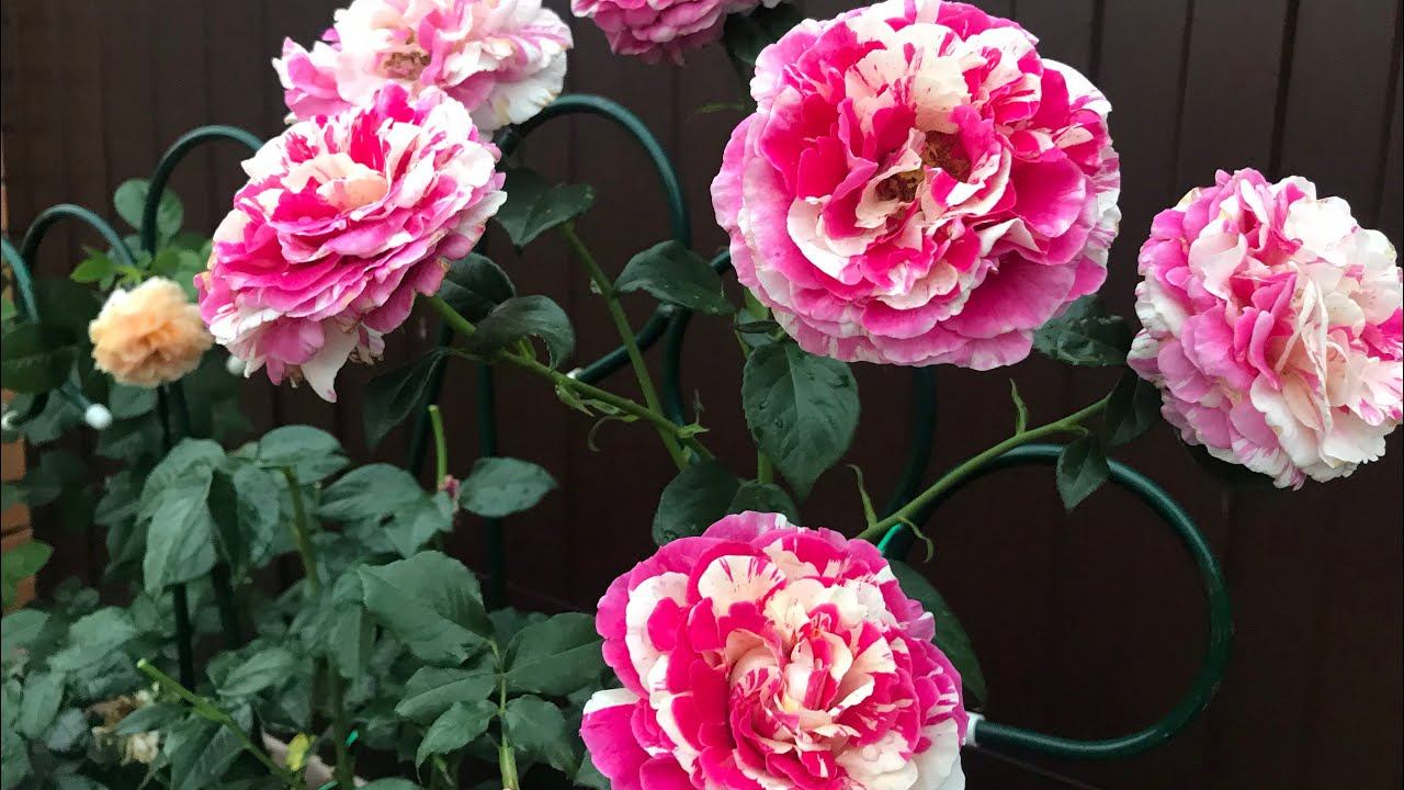 Розы. Плетистые розы моего сада. Посмотрите как они хороши!!! смотреть онлайн