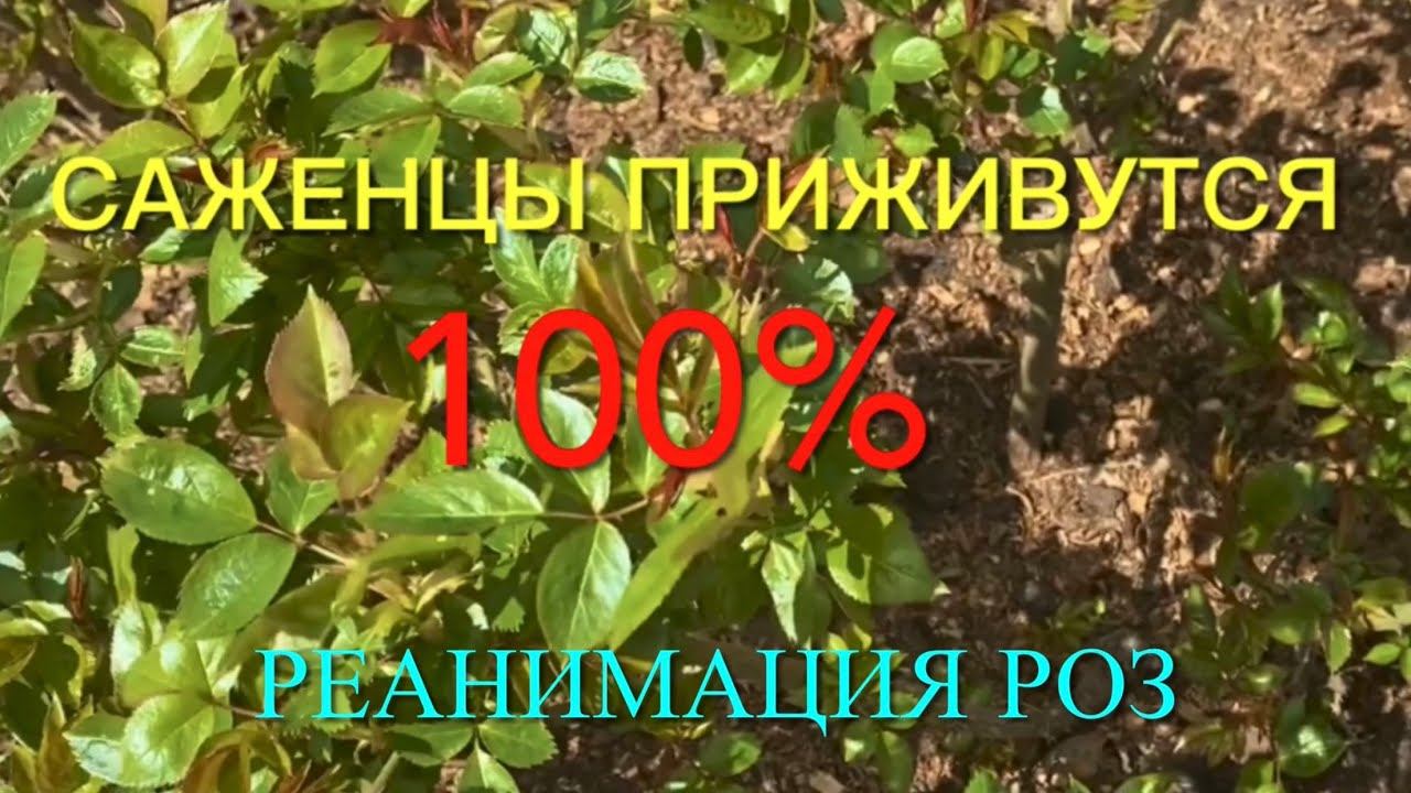 Розы. Сделайте так и Ваши розы приживутся на % Как реанимировать и справится со стрессом. смотреть онлайн