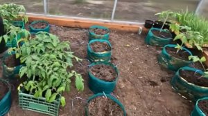 🍅 Посадка томатов в пакеты – необычный способ для теплицы!