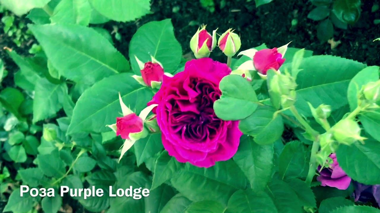 Розы. Слов нет - смотрите сами. Parade, Minerva, Julia Child.