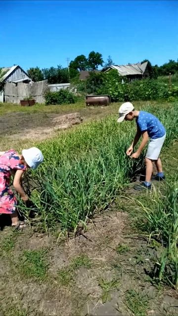 Дети обрывают стрелки чеснока смотреть онлайн
