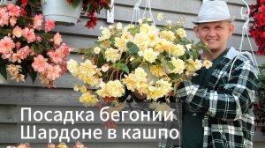 бегония готовим кашпо 2025