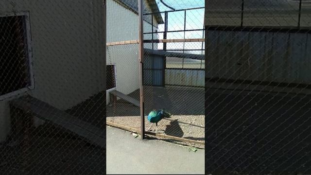 Страусиное ранчо 30.07.21 @straus_2016 смотреть онлайн