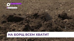 В Приморье высадили свыше 650 гектаров овощей «для борща»