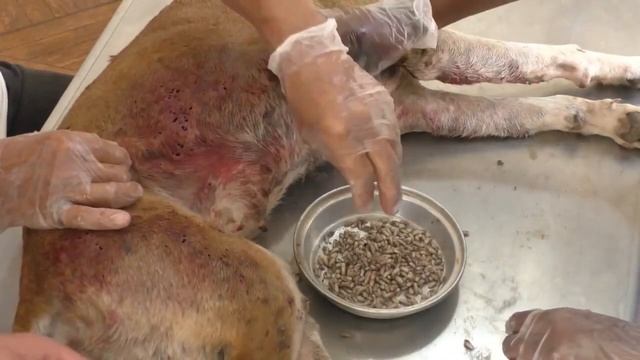 Mangoworms, Many Mangoworms смотреть онлайн