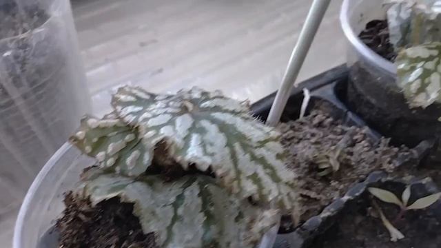 Рассада лобелии, петуньи.. Обзор на 15.03.24 смотреть онлайн