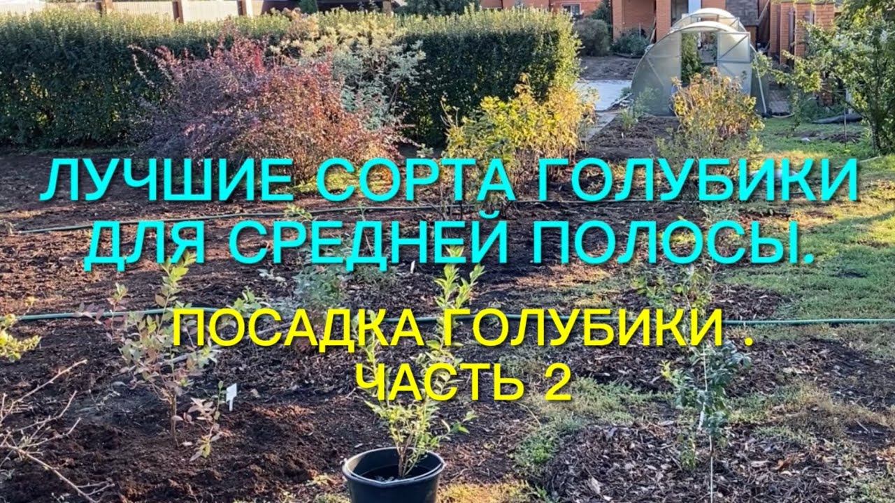 Лучшие сорта голубики для средней полосы. Посадка голубики. Часть 2. смотреть онлайн