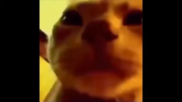 Cat Party Video Meme смотреть онлайн