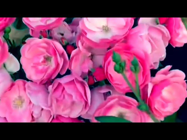 Розы. Лучшие из лучших. А какое обильное цветение... Часть 4. смотреть онлайн