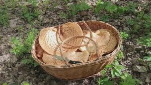 Корзина ПЕСТРЕЦА и сморчки полусвободные. По грибы 4 апреля 2025 года.