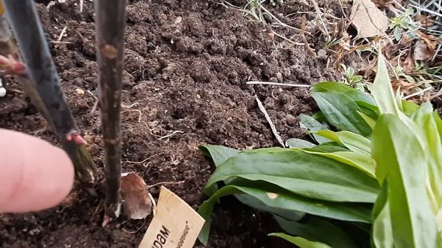 Проверка состояния цветников под укрытиями и удача с черенками смотреть онлайн