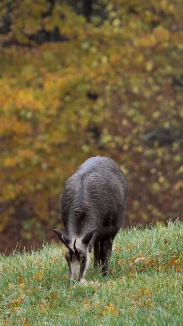 🐐🐐🐐🐐🐐🐐🐐🐐