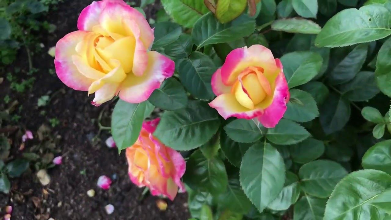 Розы. Срочные работы в розарии. А Вы это сделали? смотреть онлайн