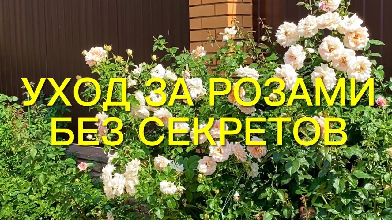 Розы обрезаны , а что дальше???Срочные работы в саду. Как помочь розам??? Сделайте это и …. смотреть онлайн