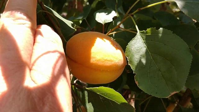 Абрикос Вертідж. Apricot Vertige. Новий, самоплідний, невибагливий сорт з гарними якостями. смотреть онлайн