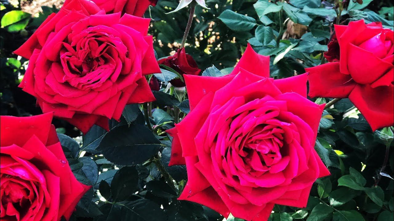 Розы. Теневыносливые сорта роз и все что нужно знать об их посадке. смотреть онлайн