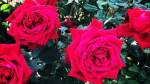 Розы. Теневыносливые сорта роз и все что нужно знать об их посадке.