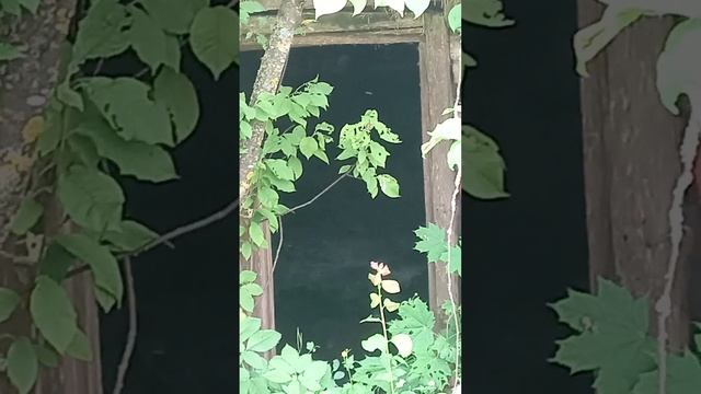 здесь живут привидения Деревня Ржавка, там водятся призраки легендарный дом с привидениями смотреть онлайн