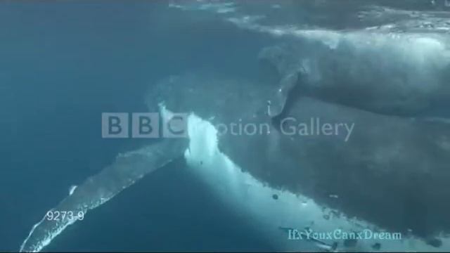 ×¤Whales, Caribbean Blue¤× ♥-120/130 Subscribers/Tribute Video-♥ смотреть онлайн