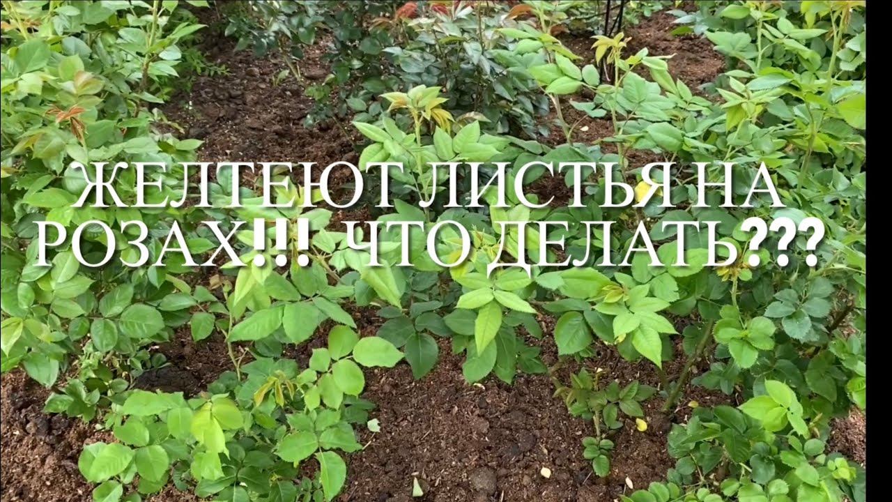 Розы. Желтеют листья на розах. Причины и что делать??? Немного о слепых побегах..... смотреть онлайн