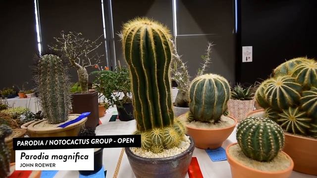 Parodia magnifica смотреть онлайн