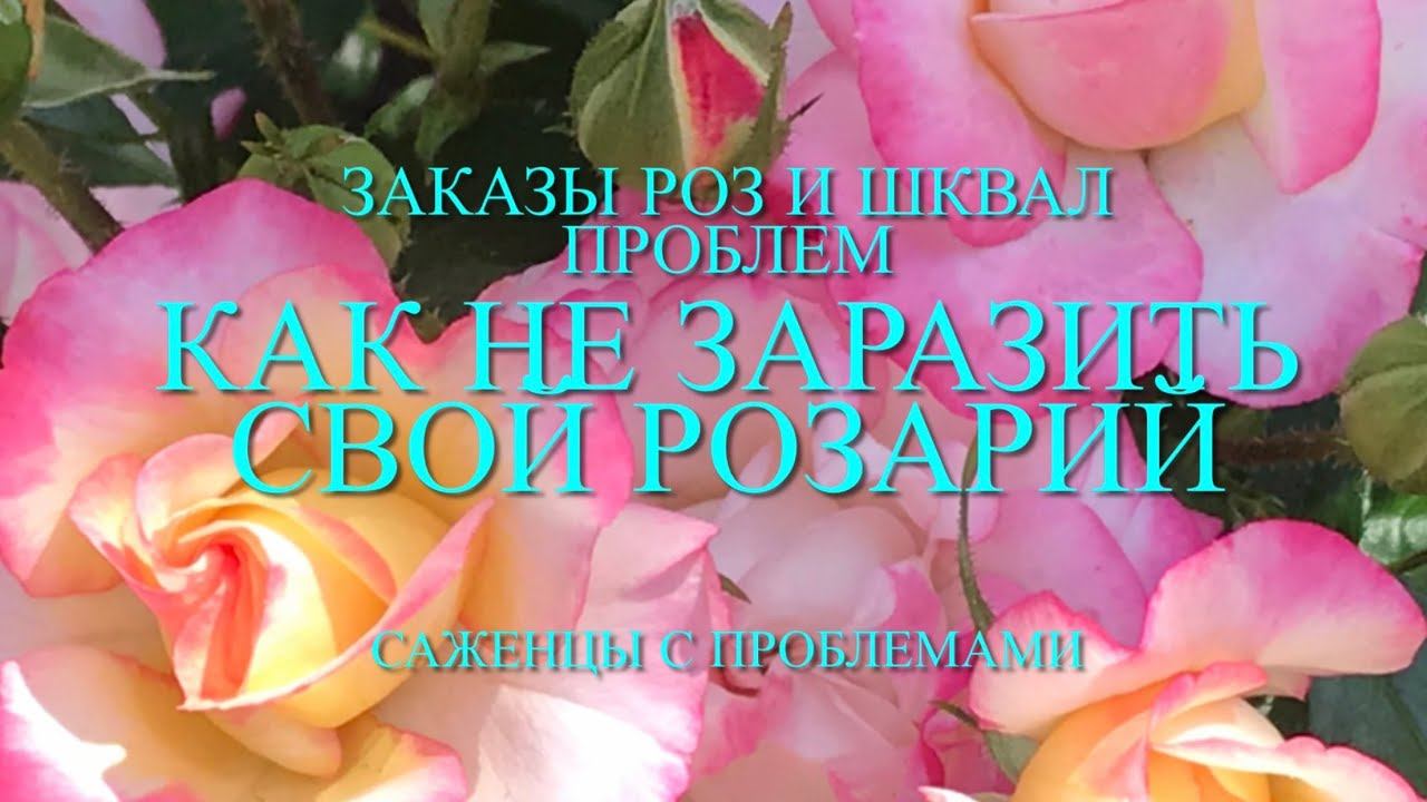 Розы. Я в шоке!!! Заказы роз- какой масштаб проблем в этой теме???Ответы на вопросы. смотреть онлайн