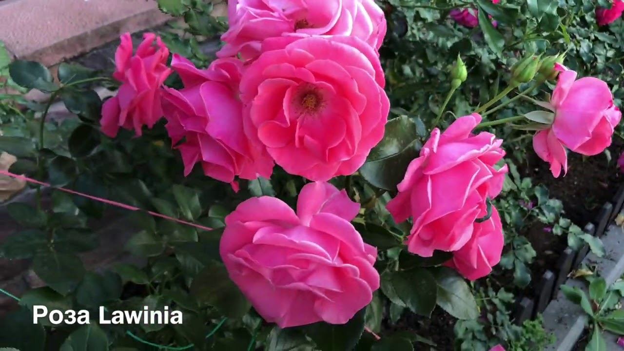 Розы. Красоты много не бывает: Novalis, Rhapsody in Blue, Lawinia, Artemis, Winchester Cathedral смотреть онлайн