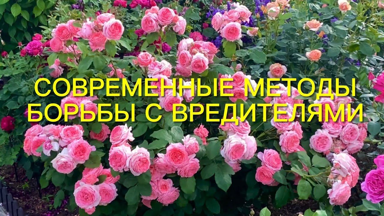 Защита розового сада от вредителей и схема эффективной борьбы с ними. смотреть онлайн