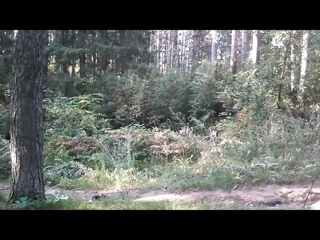 Мелодия души - Автор, музыка и поёт Роман Лиманский смотреть онлайн