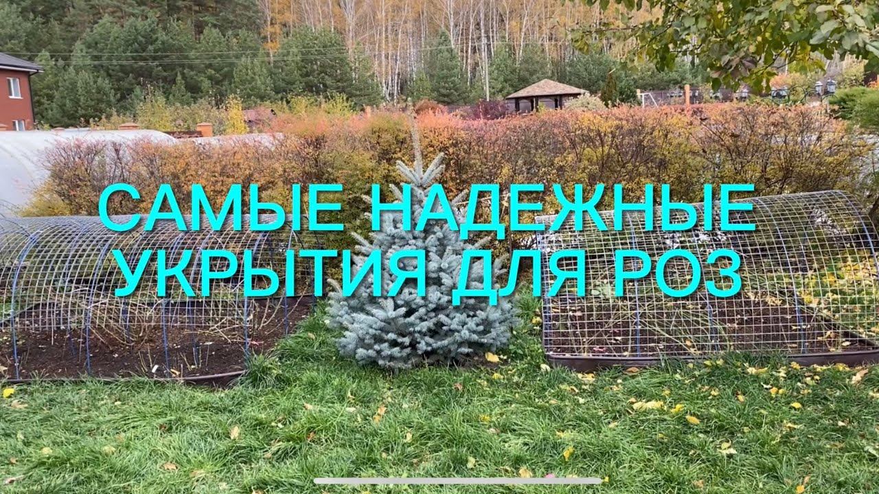Розы. Надежная сохранность роз обеспечена. Работа кипит. Укрытия установлены, что дальше??? смотреть онлайн
