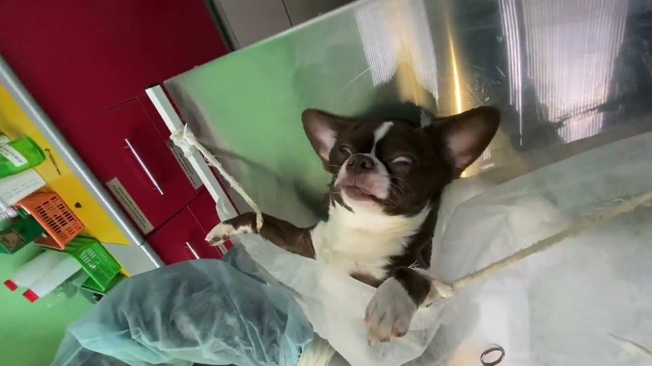 кастрация кобеля смотреть онлайн