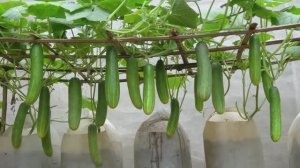 Выращивание огурцов на шпалерах