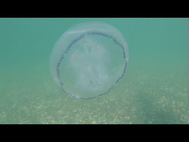 Медуза смотреть онлайн