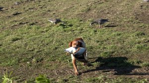 Гуся нет но вы держитесь \ Охота с Кетнером #31