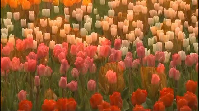 Ксения Лапицкая - С Тобой, Христос смотреть онлайн