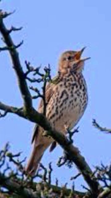 Song Thrush смотреть онлайн