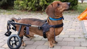Коляска-тренажер и ноклинги Animal mobile для таксы