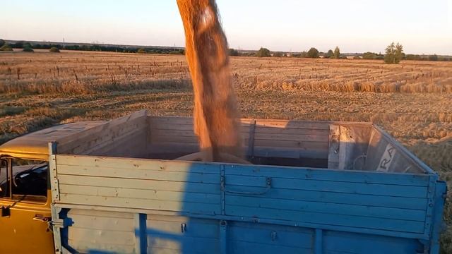 Уборка зерновых в Тульской области 16 августа 2023 года. смотреть онлайн