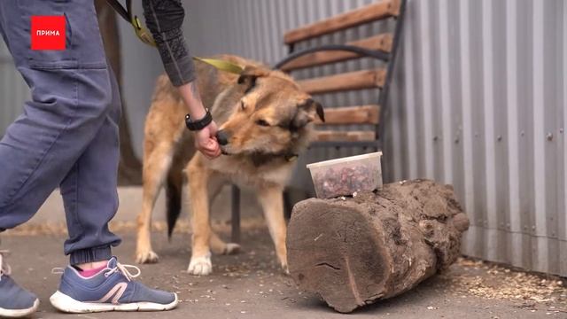 «ПовоДОГ»: Глэйдис смотреть онлайн