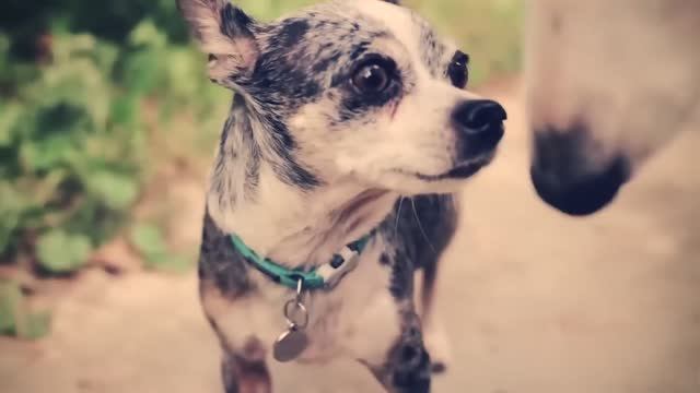 КОРОЧЕ ГОВОРЯ, Я ВЛЮБИЛСЯ | ДВЕ СОБАКИ ЭЙВАН И ВЕДЬМА | ИСТОРИЯ ЛЮБВИ смотреть онлайн