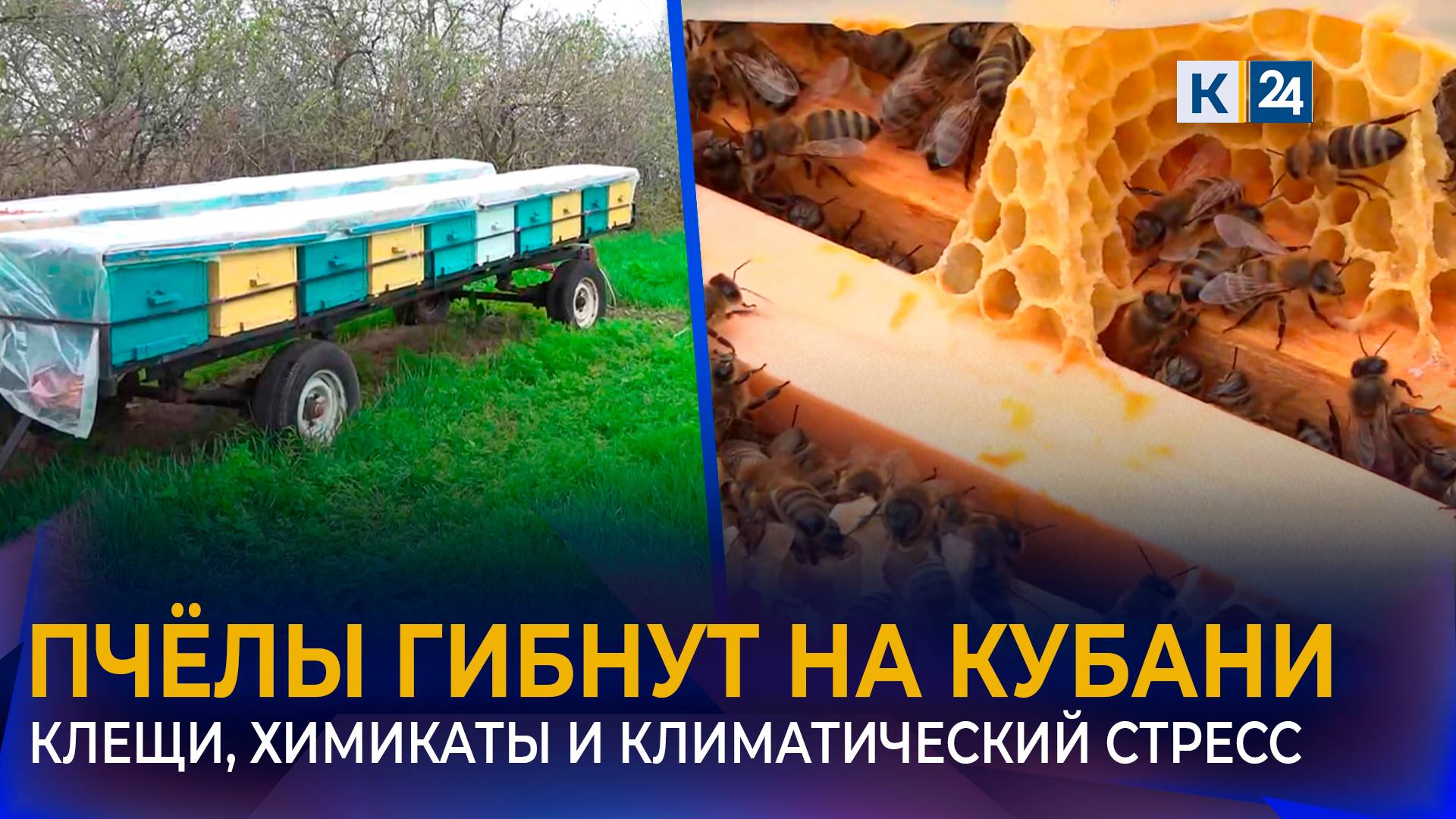 Массовую гибель пчёл зафиксировали на пасеках Краснодарского края смотреть онлайн