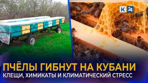 Массовую гибель пчёл зафиксировали на пасеках Краснодарского края